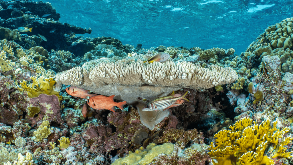 Beautiful coral reef that you can see while join our Egypt Liveaboard Diving
