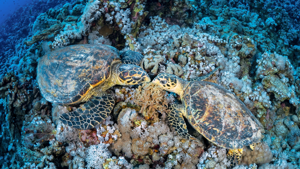 The two turtles meet at the Red Sea Coral Reefs
