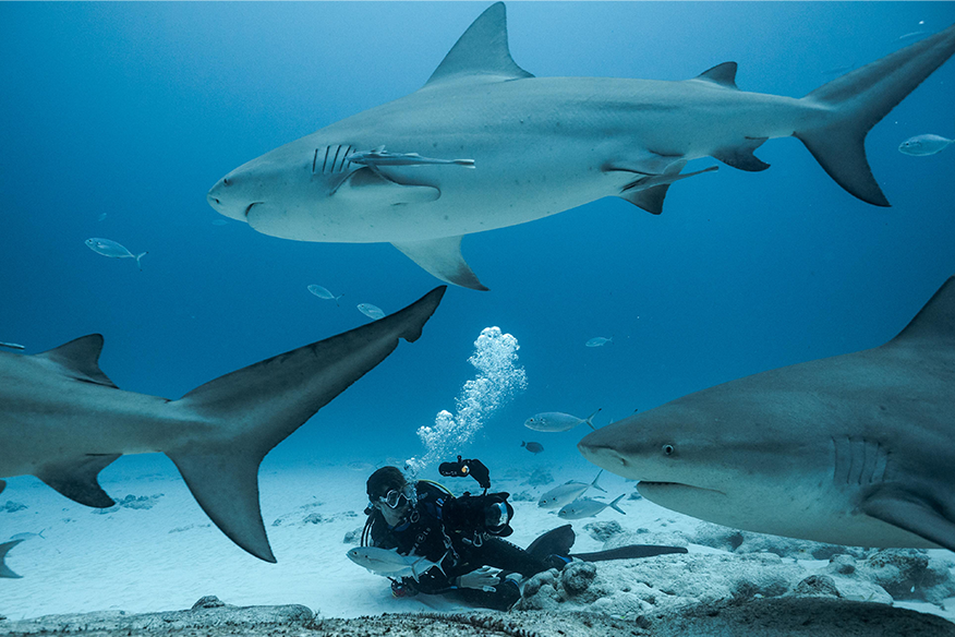 biodiversity research private charter on luxury yacht