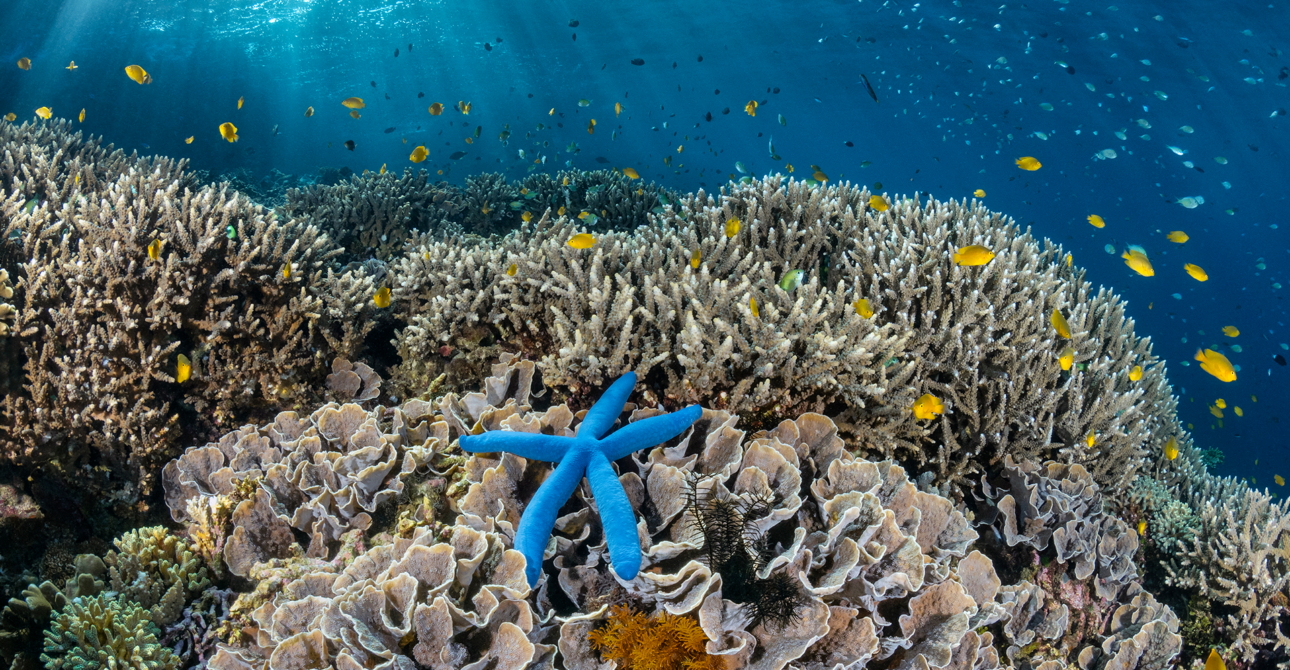 Raja Ampat Liveaboard Itinerary: A Practical Guide to Experiencing the Best of Raja Ampat by Sea