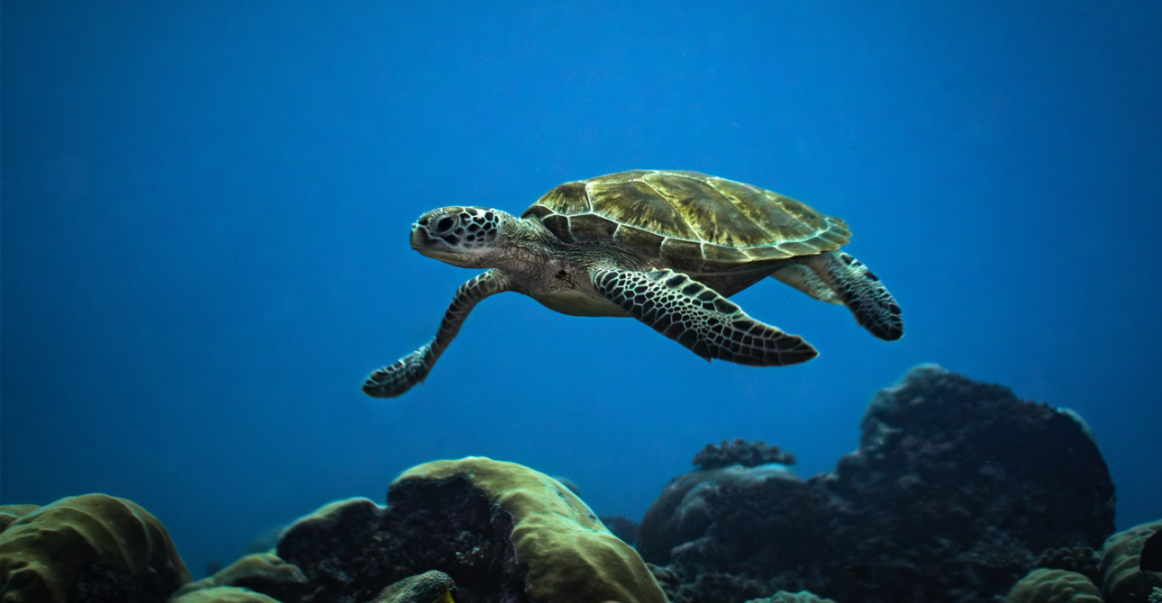 From Sunrise Dives to Starry Nights: The Magic of Diving the Maldives by Liveaboard