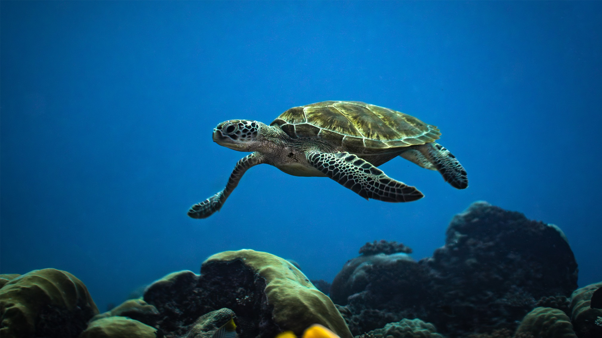 Dune Maldives Liveaboard