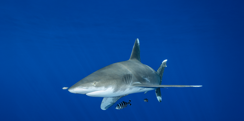 Best of Egypt with Dune Longara