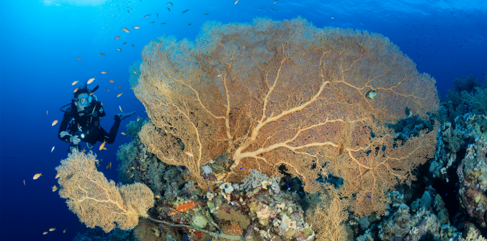 Diving in Egypt Liveaboard with Dune Longara Liveaboard