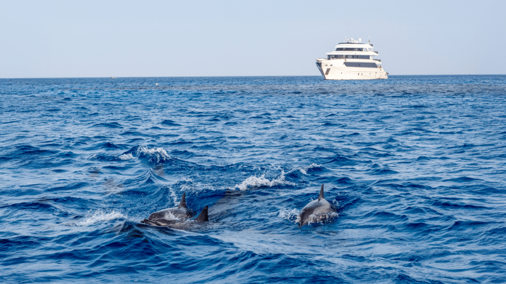 Dolphins swimming in the ocean with a ship behind