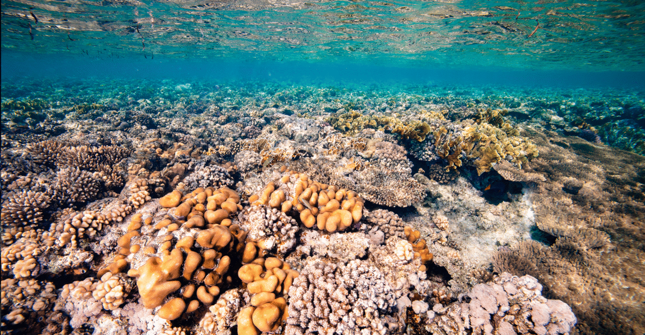 Red Sea Rhapsody: Why Egypt is Consistently Voted the World’s Best Diving Destination