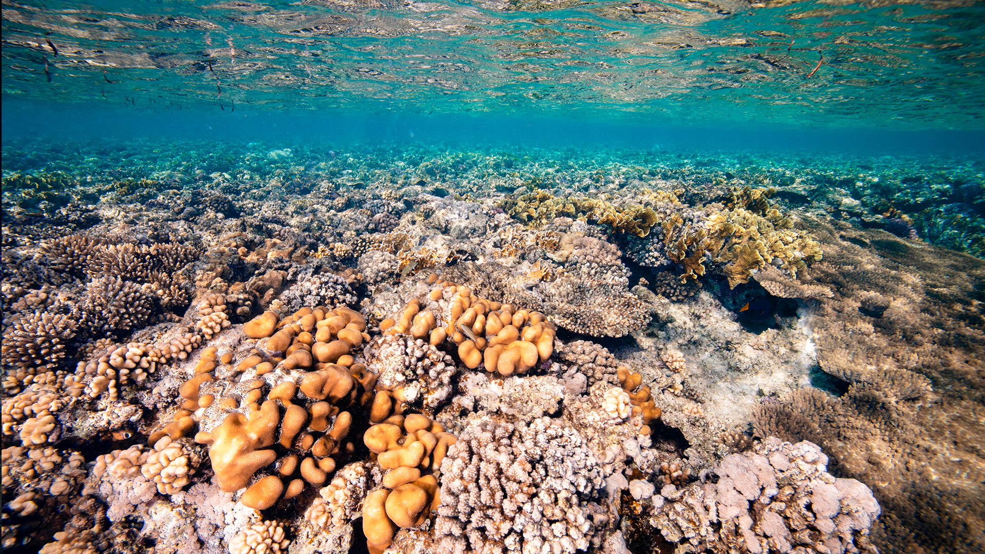 Egypt Liveaboard with Dune Liveaboard