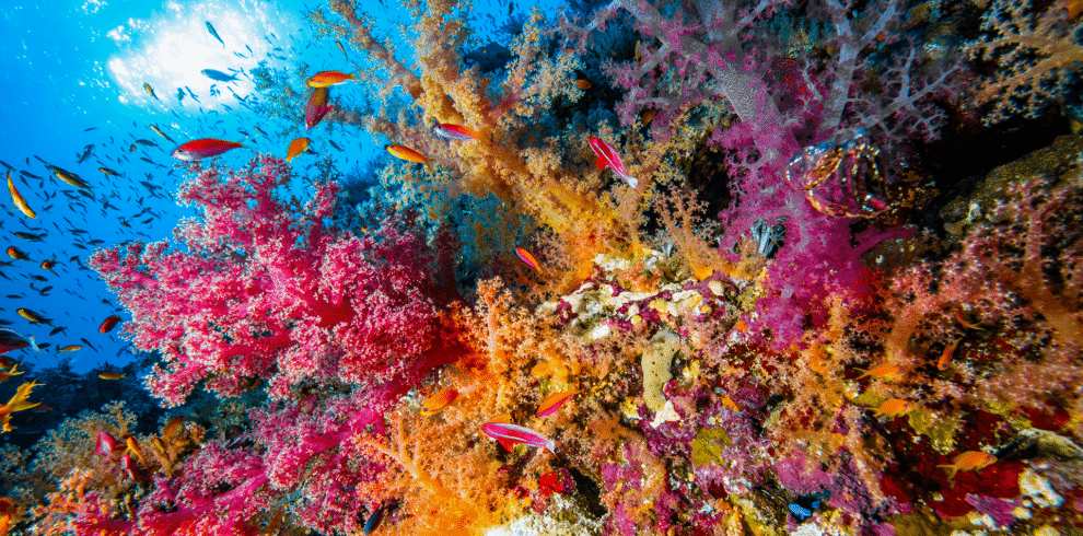 Golden Triangle in Dune Longara Liveaboard with Dune Egypt Liveaboard