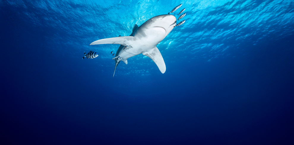 Dune Longara Liveaboard in Dune Egypt Liveaboard