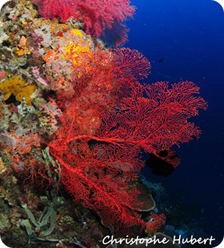 Critters in menjangan