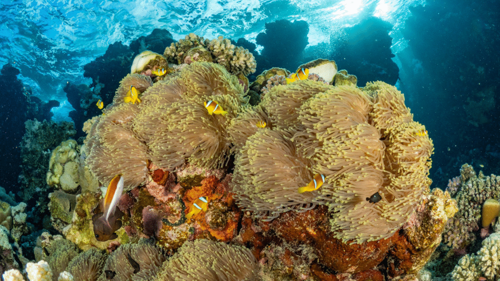 Beautiful Coral that You can see while on Red Sea Liveaboard Diving