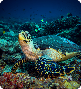 padangbai dive sites