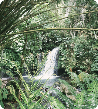waterfall in bali