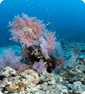 Dive-Destination-Egypt-Liveaboard-32-compressed