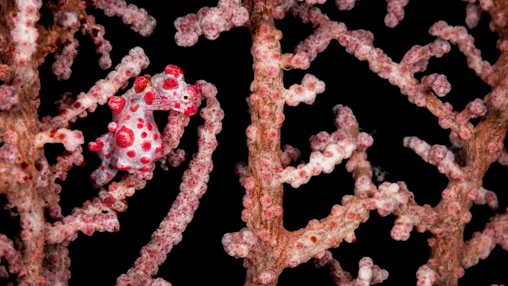 Beautiful creatures you can see while doing Raja Ampat liveaboard diving