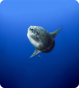Diving-with-Mola-Mola-compressed