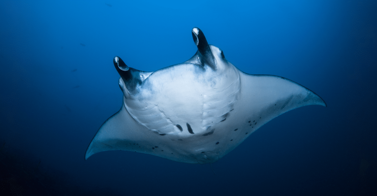 Precision Diving: Dune is Built for the Underwater World