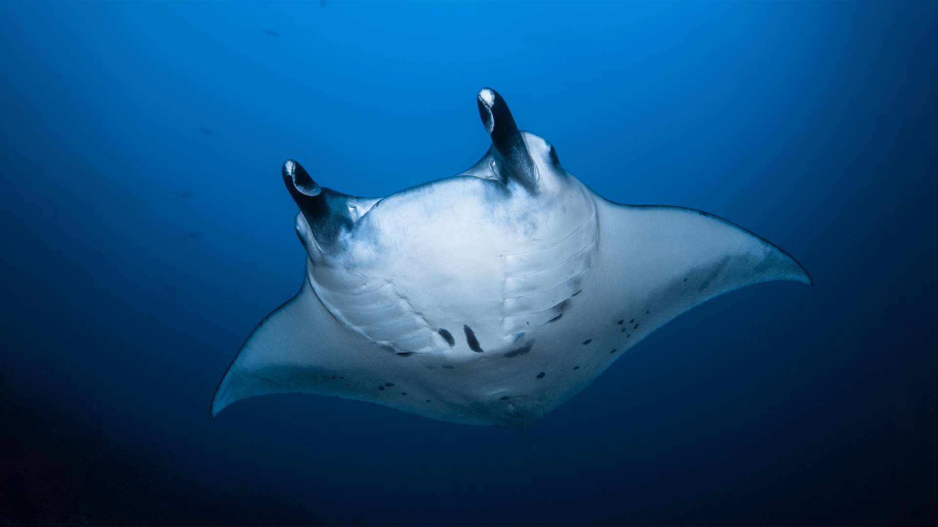 Manta Ray with Dune Liveaboard