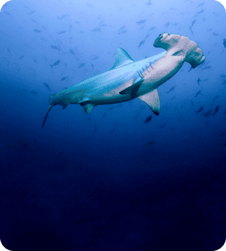 Hammerhead-shark-encounter-front-compressed