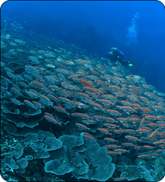 raja-ampat-in-summer-scuba-diving-compressed