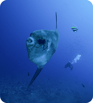 shark-encounter-1-1-compressed