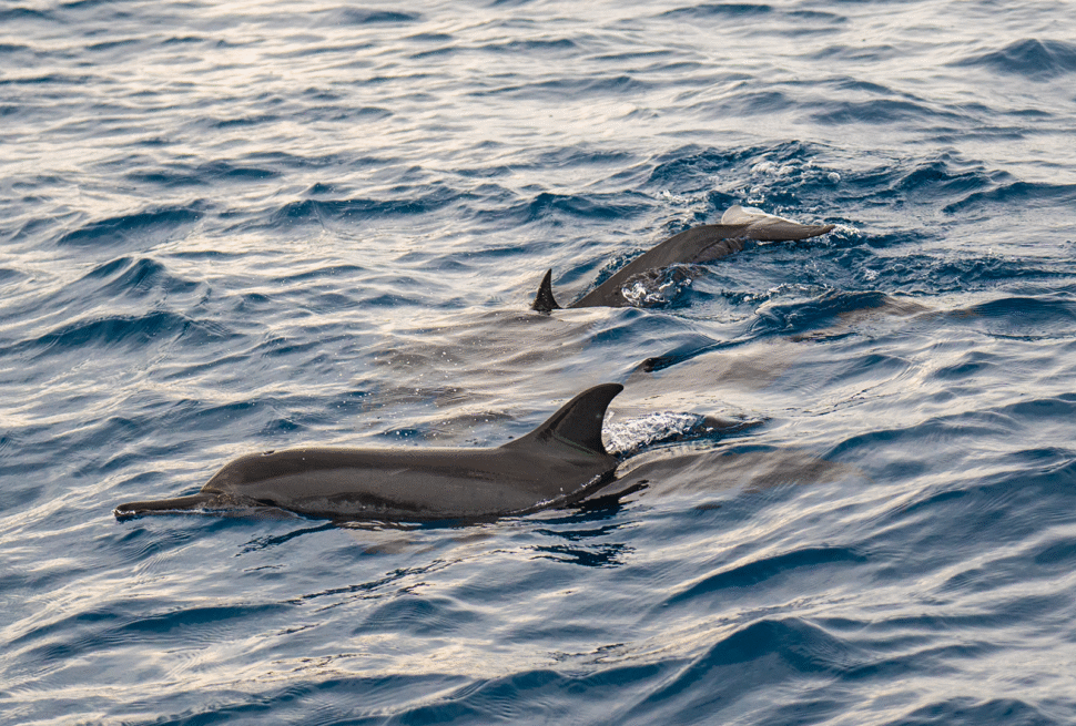 Dolphins in Maldives