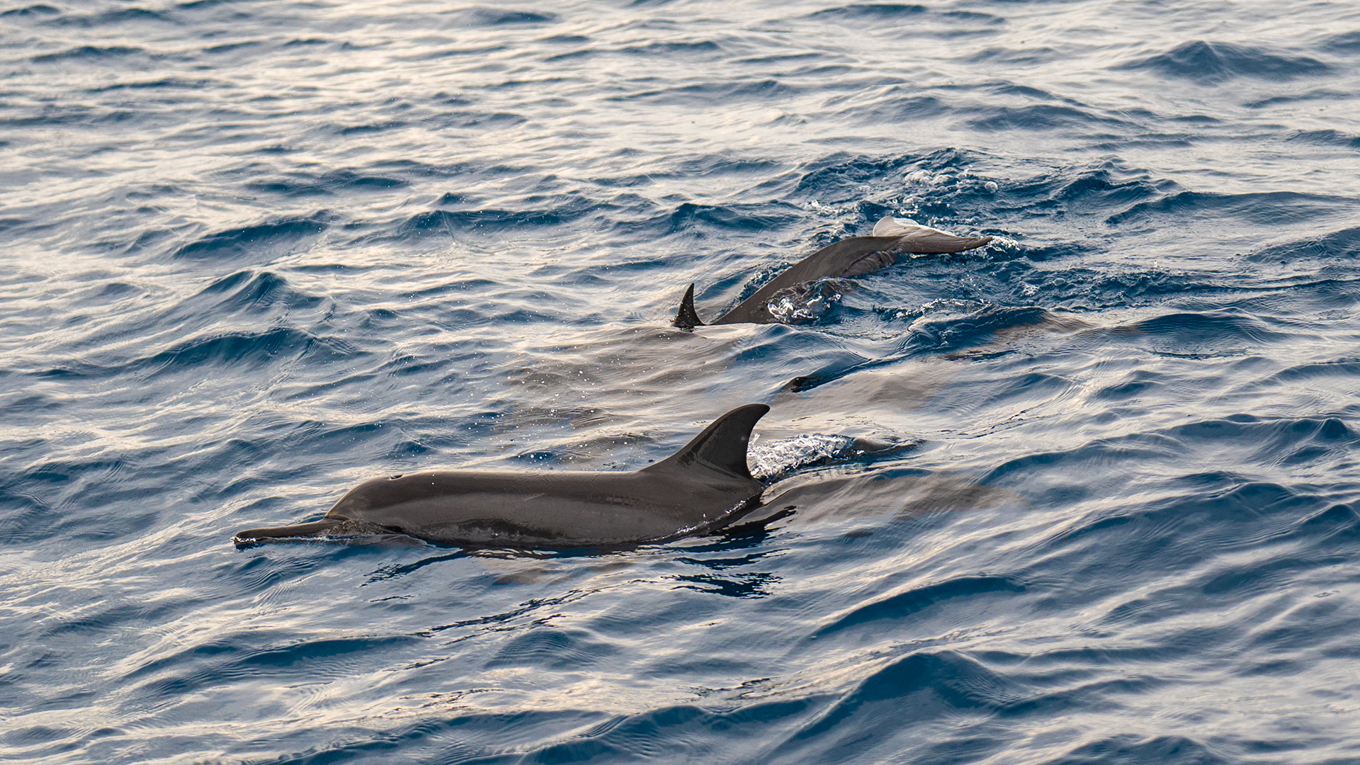 Dolphins in Maldives