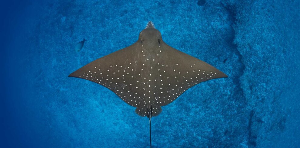 diving with manta in maldives