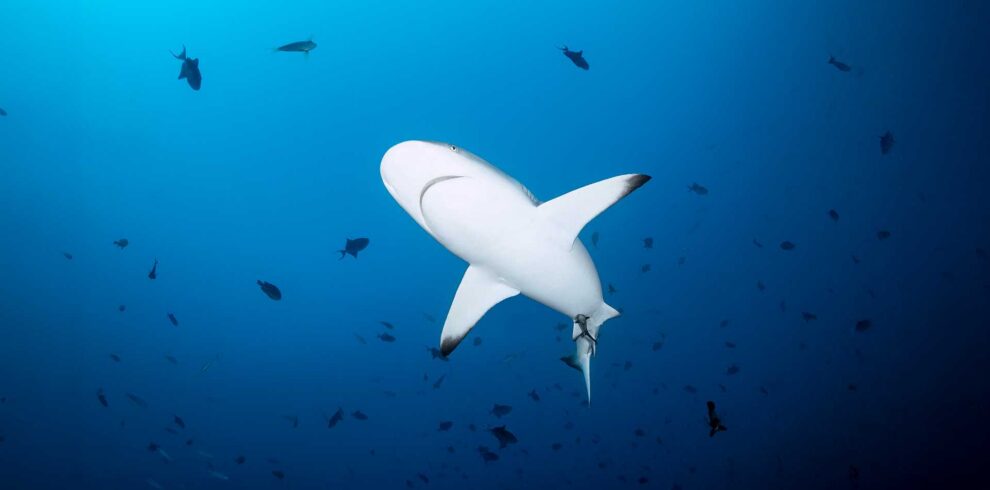 shark diving in maldives