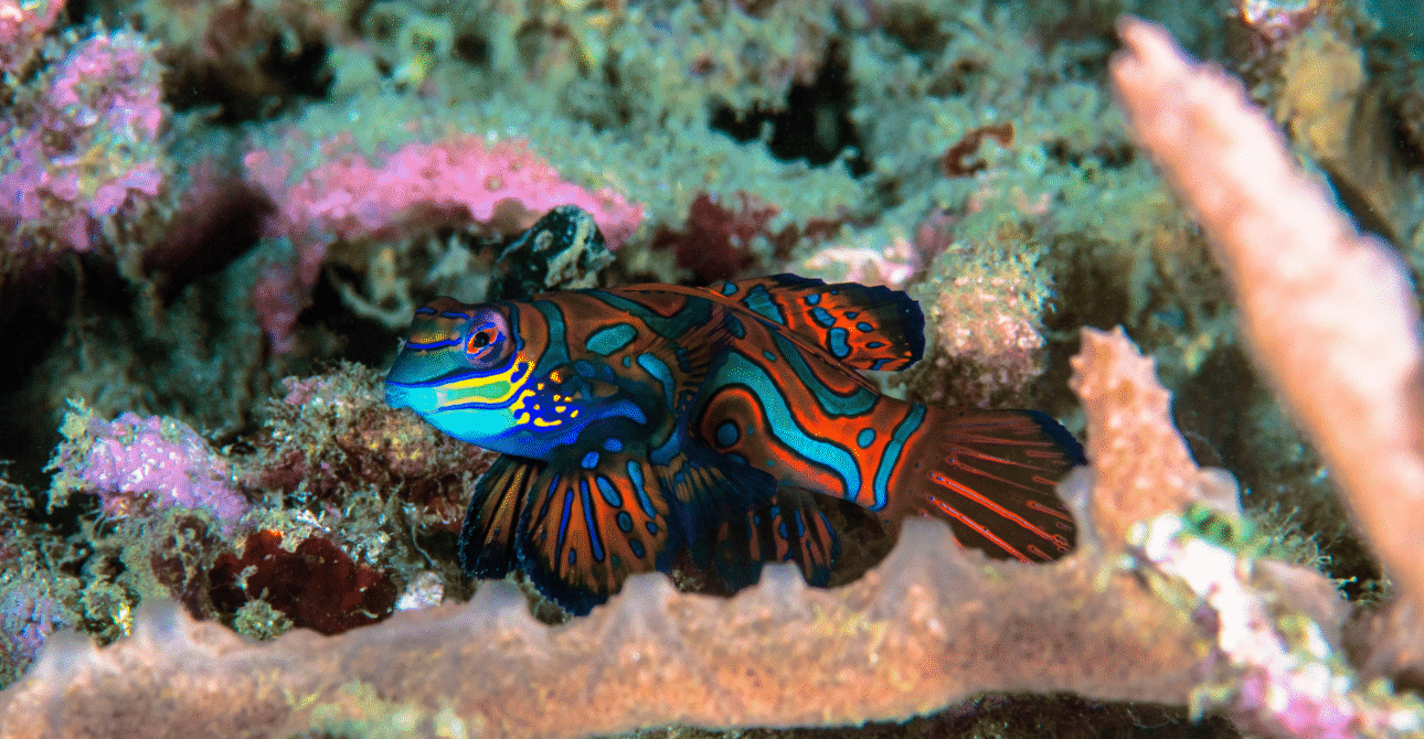 Banda Sea vs Raja Ampat, Which Diving Destination is Right for Your Next Trip?