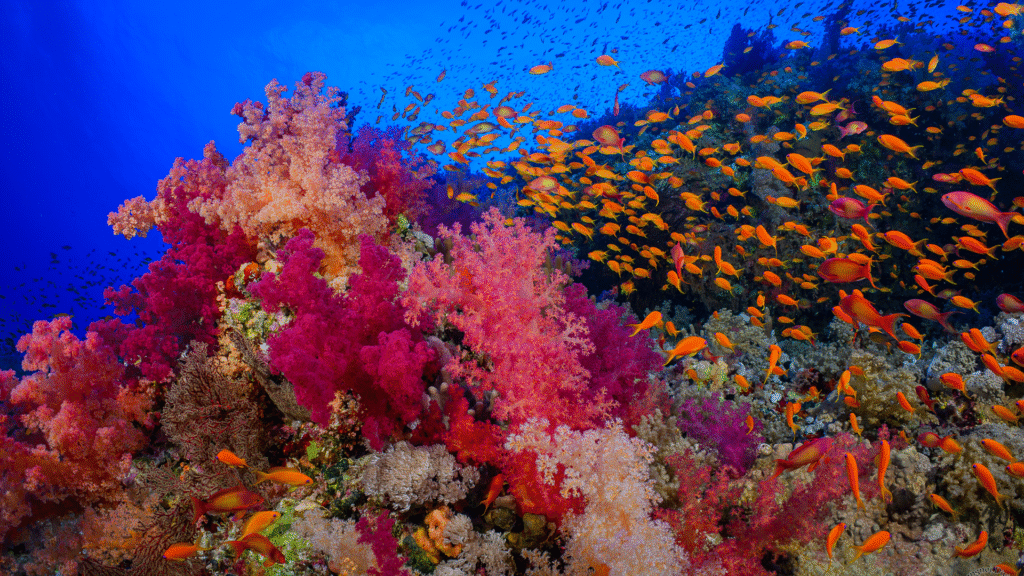 Red sea liveaboard diving view : a group of little fish swimming around the coral reef