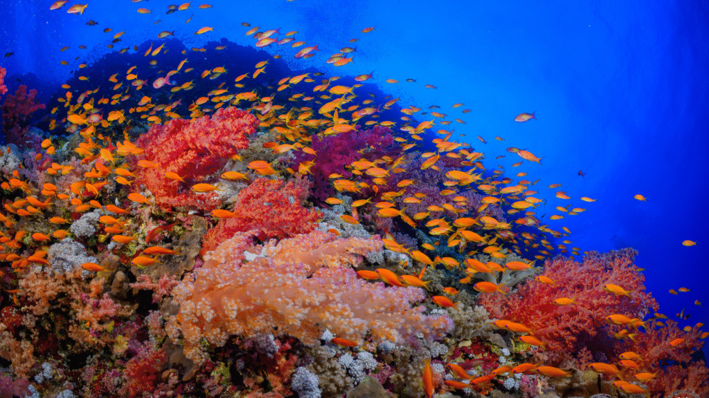 A bunch of fish swimming around the coral reef on red sea liveaboard diving
