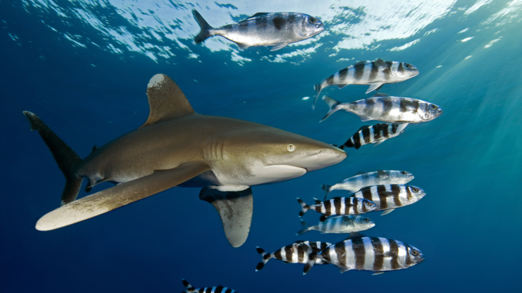 shark swimming and some fishes around in the Red Sea liveaboard diving