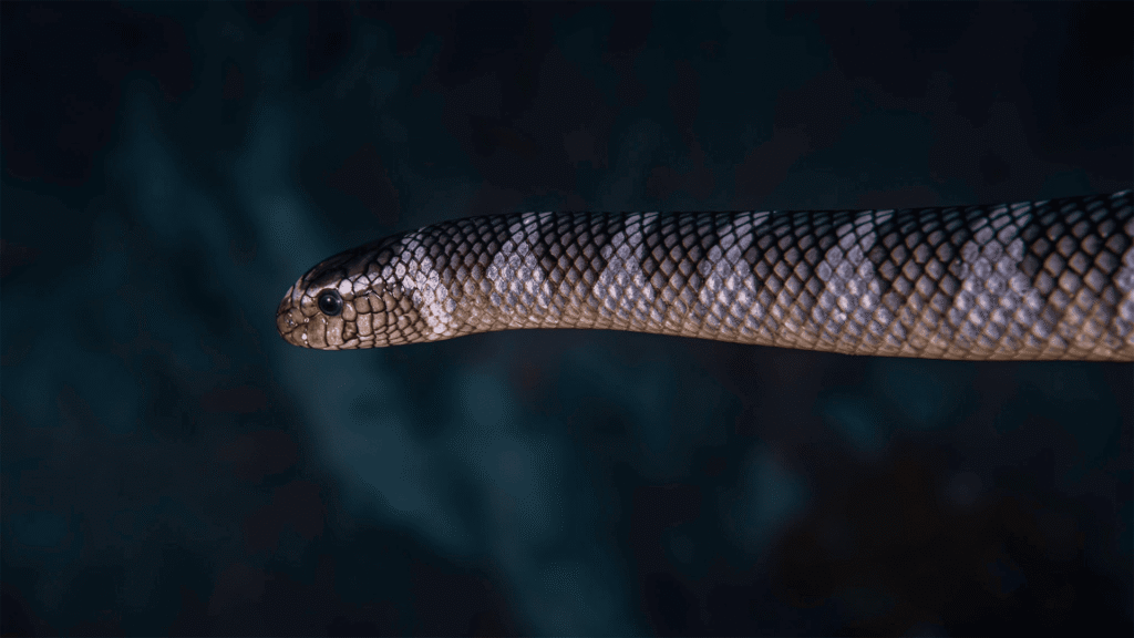 Discover the underwater Marine Life of Banda Sea