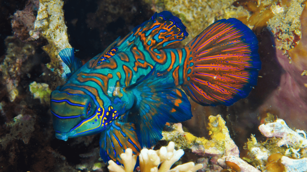 Discover the underwater beauty of Banda Sea
