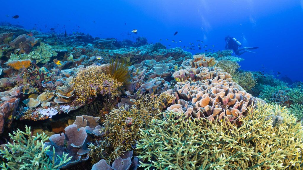 beautiful underwater view in Raja Ampat Liveaboard